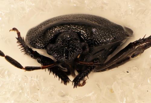 Sehirus luctuosus
